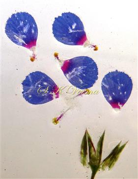  Floral parts